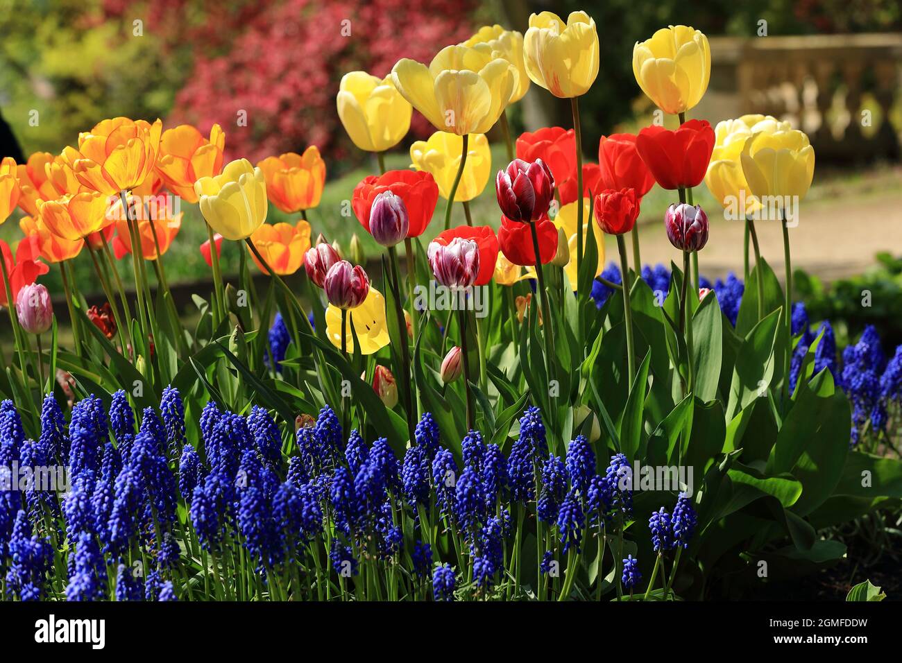 Colorful flowers that bloom in spring at a botanical garden Stock Photo