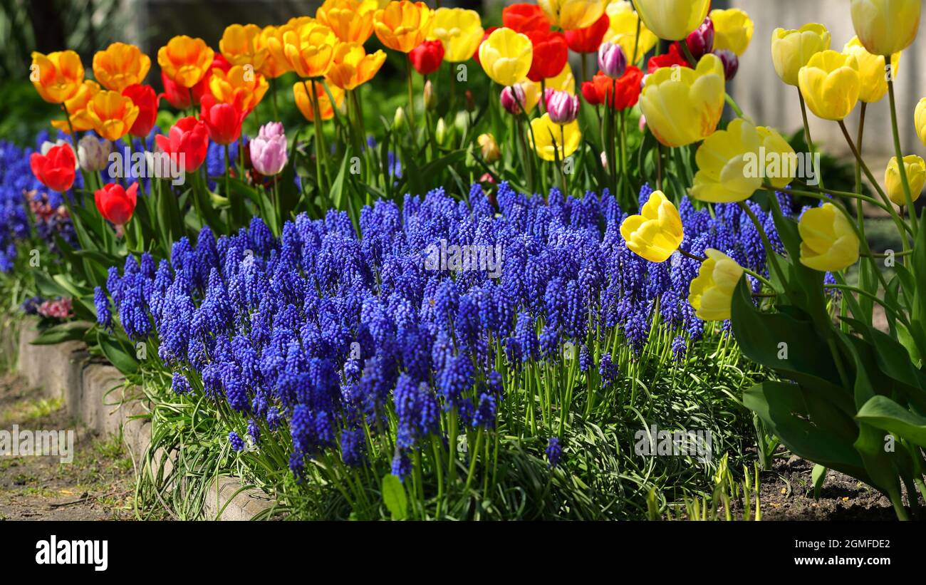 Colorful flowers that bloom in spring at a botanical garden Stock Photo