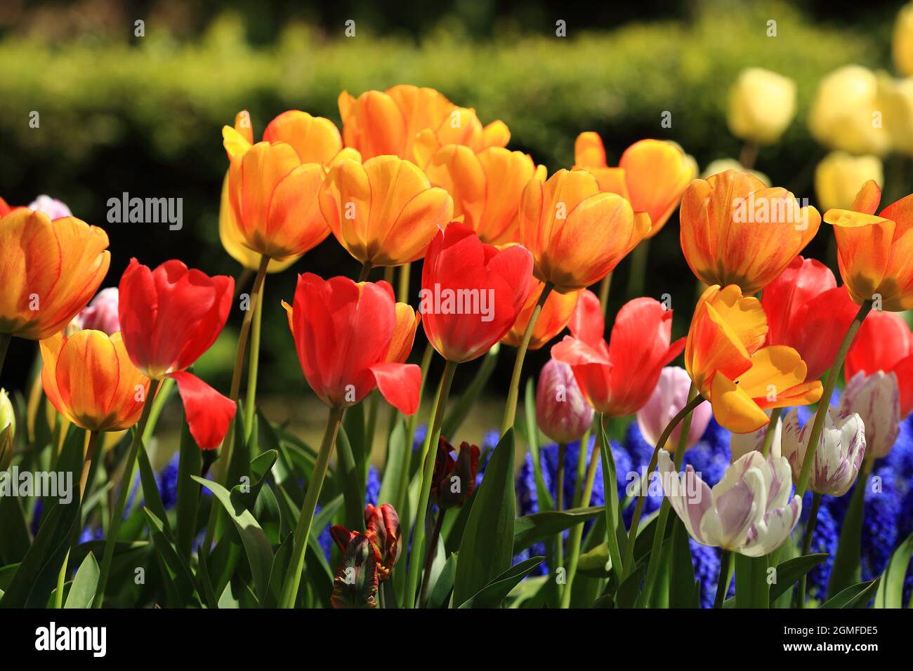 Colorful flowers that bloom in spring at a botanical garden Stock Photo