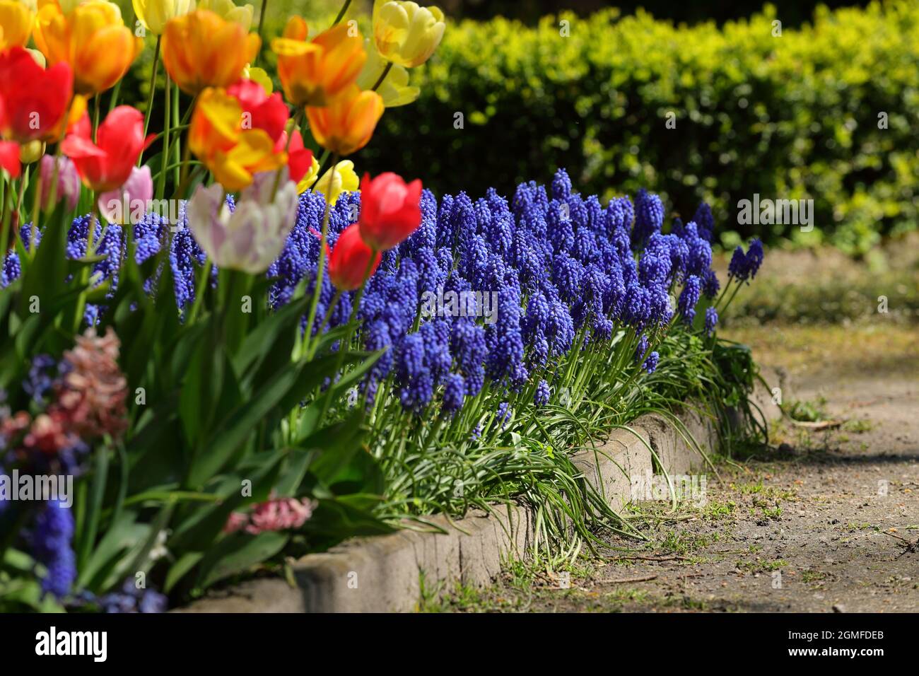 Colorful flowers that bloom in spring at a botanical garden Stock Photo