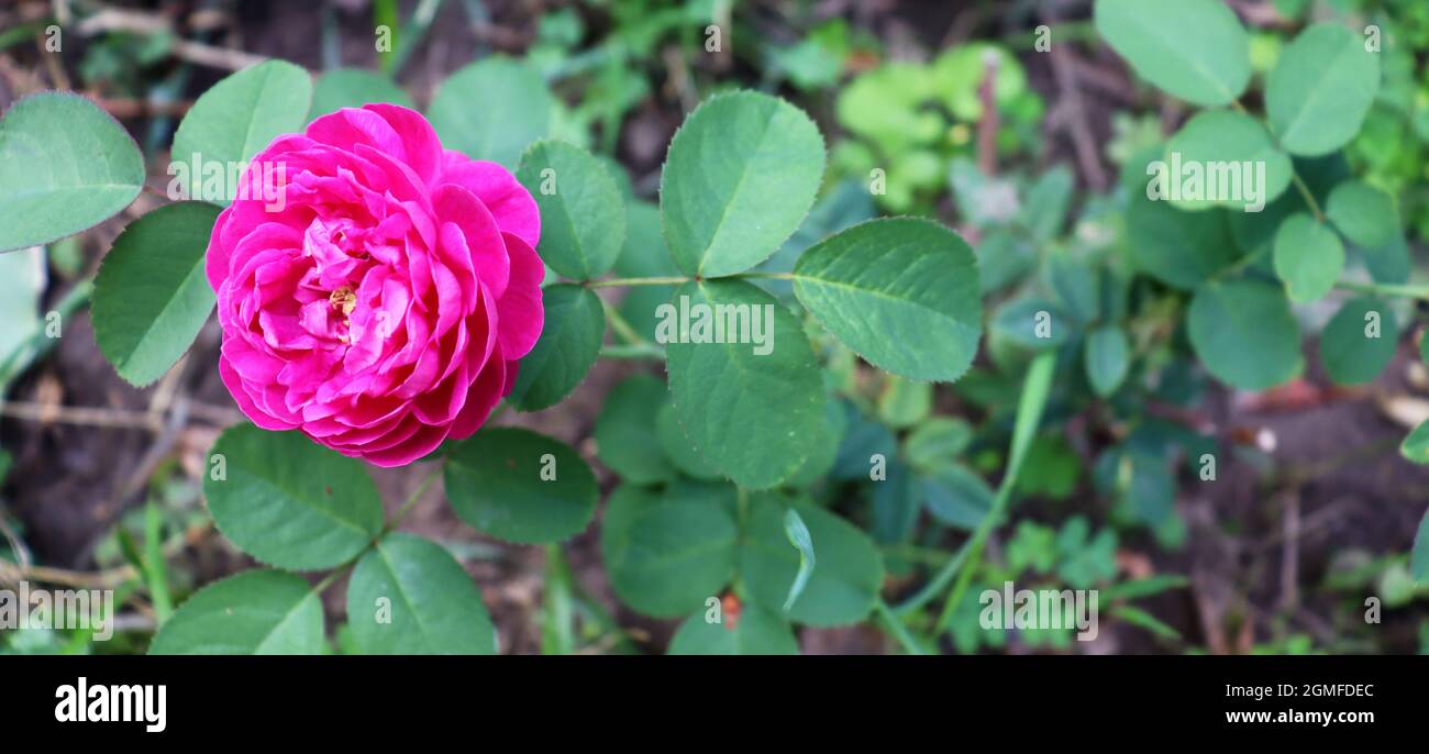 Floral wallpaper with delicate nature. Beautiful flower background in garden Stock Photo Alamy