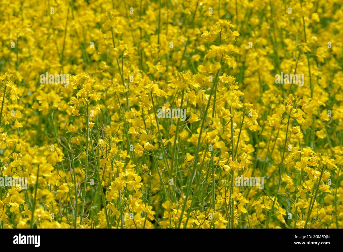 Farmed Rapeseed flowers prior to harvest. Stock Photo