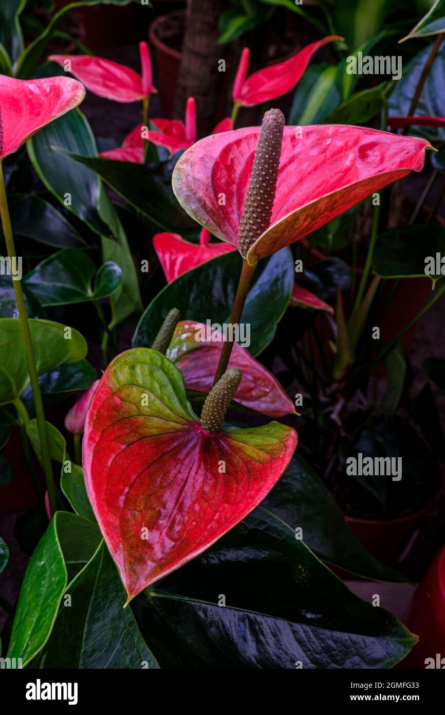 hanging stand for plants Plant Stand: Square Etagere Plant Stand main image 0