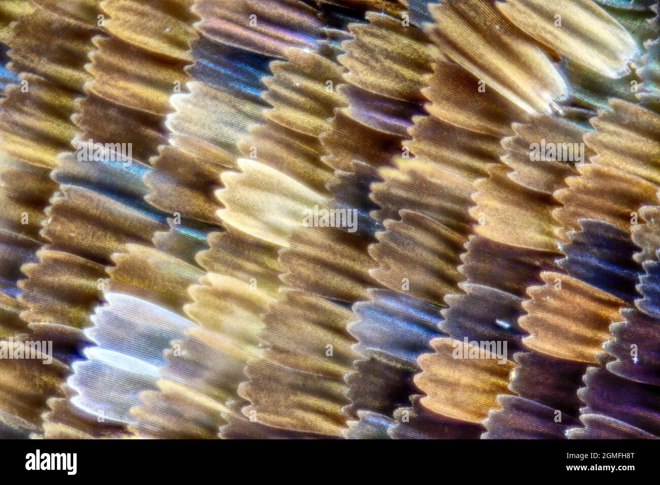 Part of the Admiral's butterfly wing Stock Photo