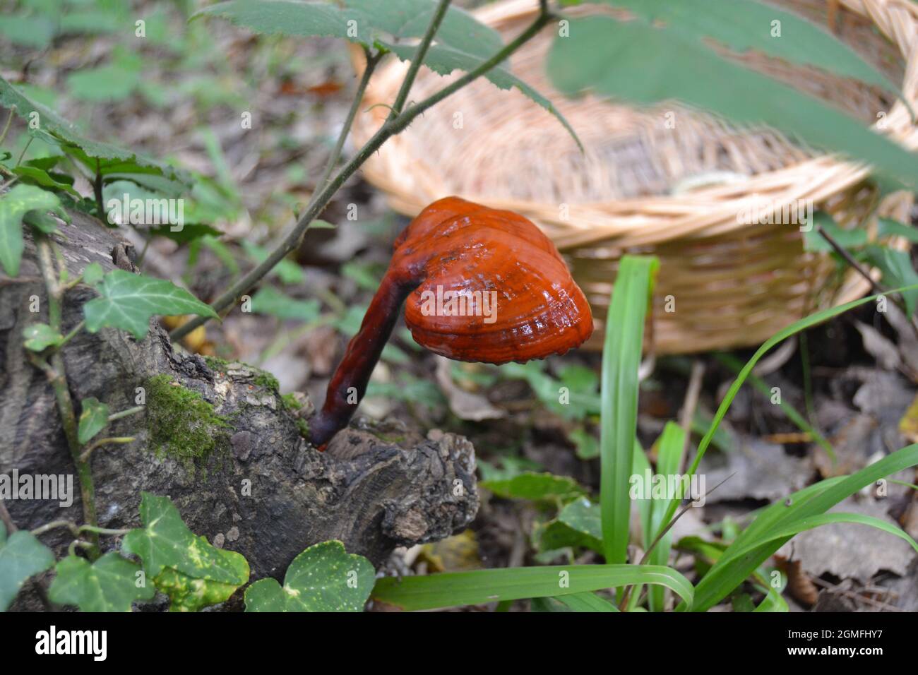 Ganoderma lucidum Reishi Mushroom on a Tree in Rain Forest Stock Photo
