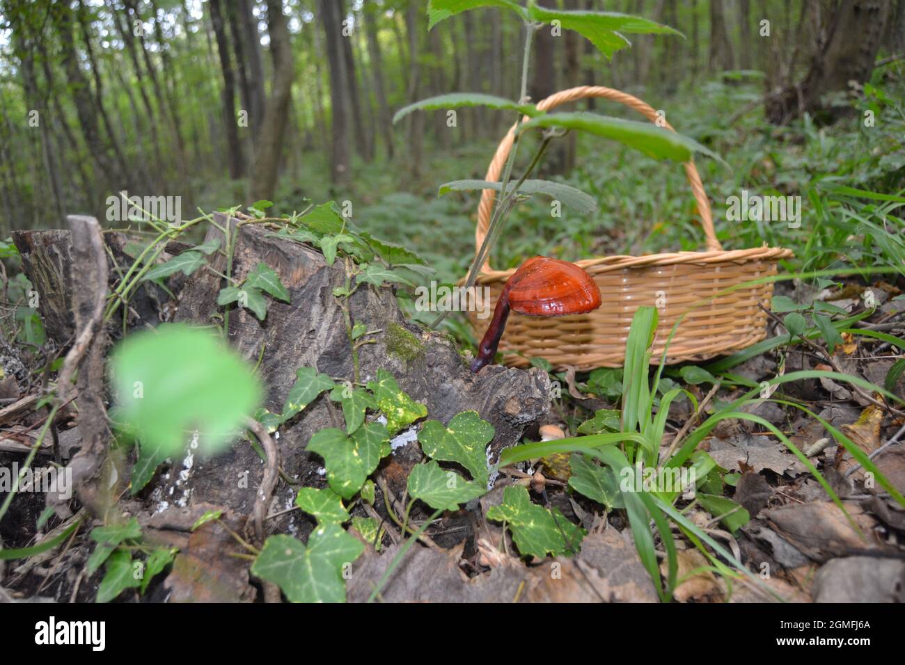 Ganoderma Lucidum - Ling Zhi Mushroom Stock Photo