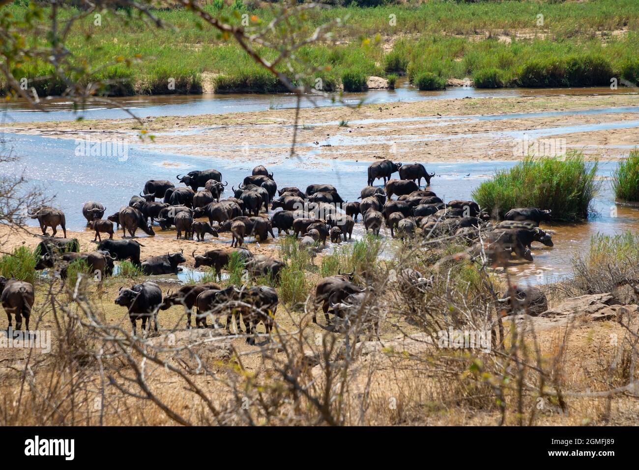 Herd of Cape buffalo drinking water in a river in Africa. Stock Photo