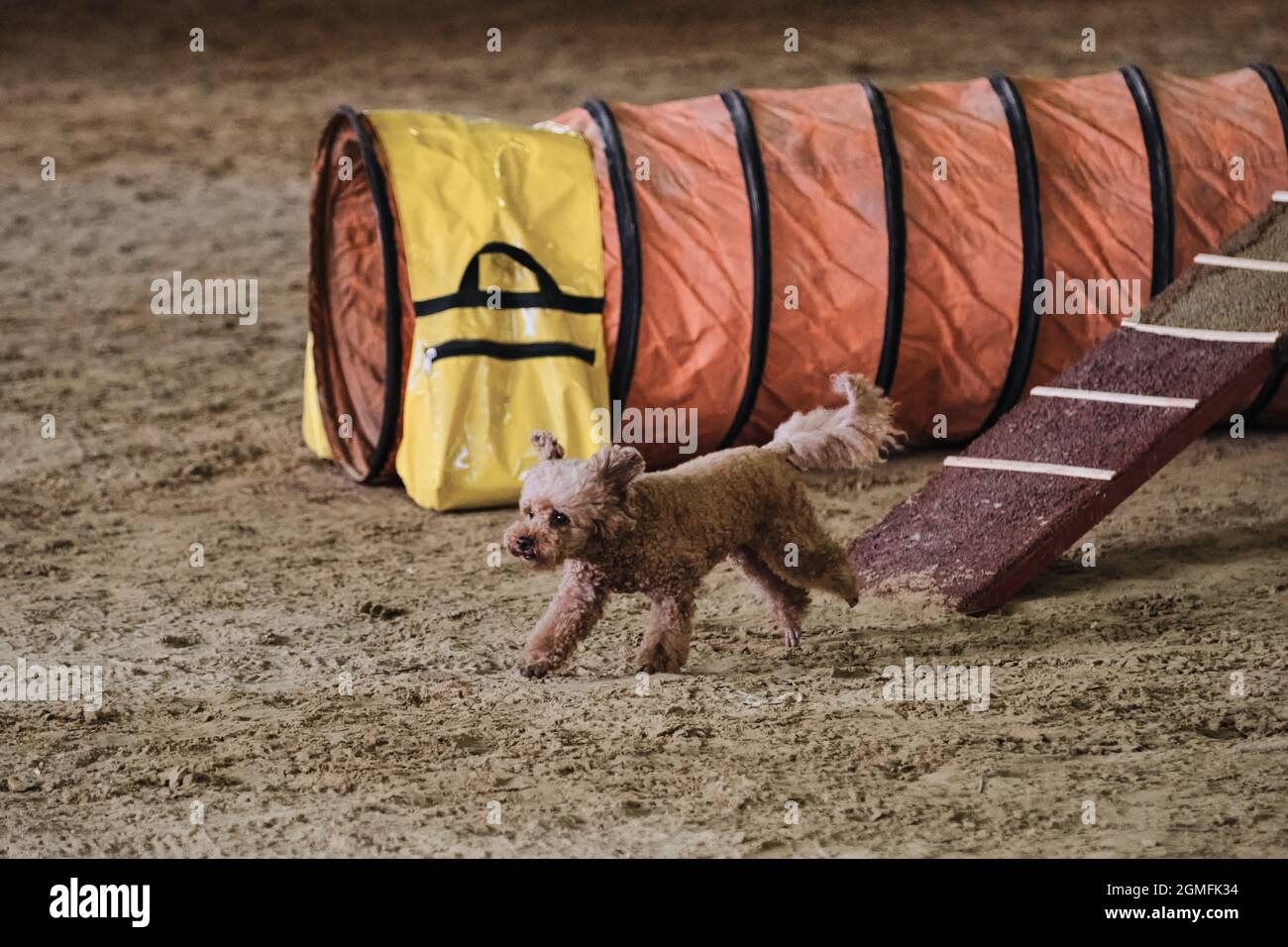 training a toy poodle