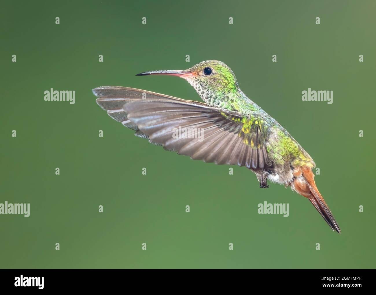 Rufous-tailed Hummingbird (Amazilia tzacatl), hovering in a cloud forest of Costa Rica Stock Photo