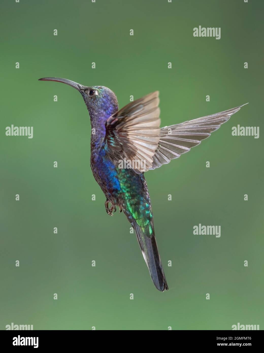 Violet Sabrewing (Campylopterus hemileucurus) hummingbird hovering, Costa Rica Stock Photo