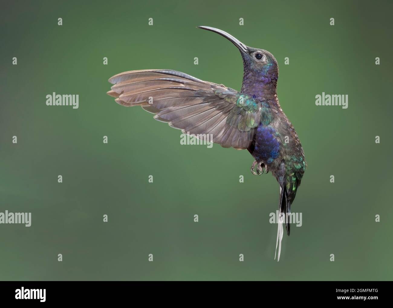Violet Sabrewing (Campylopterus hemileucurus) hummingbird hovering, Costa Rica Stock Photo