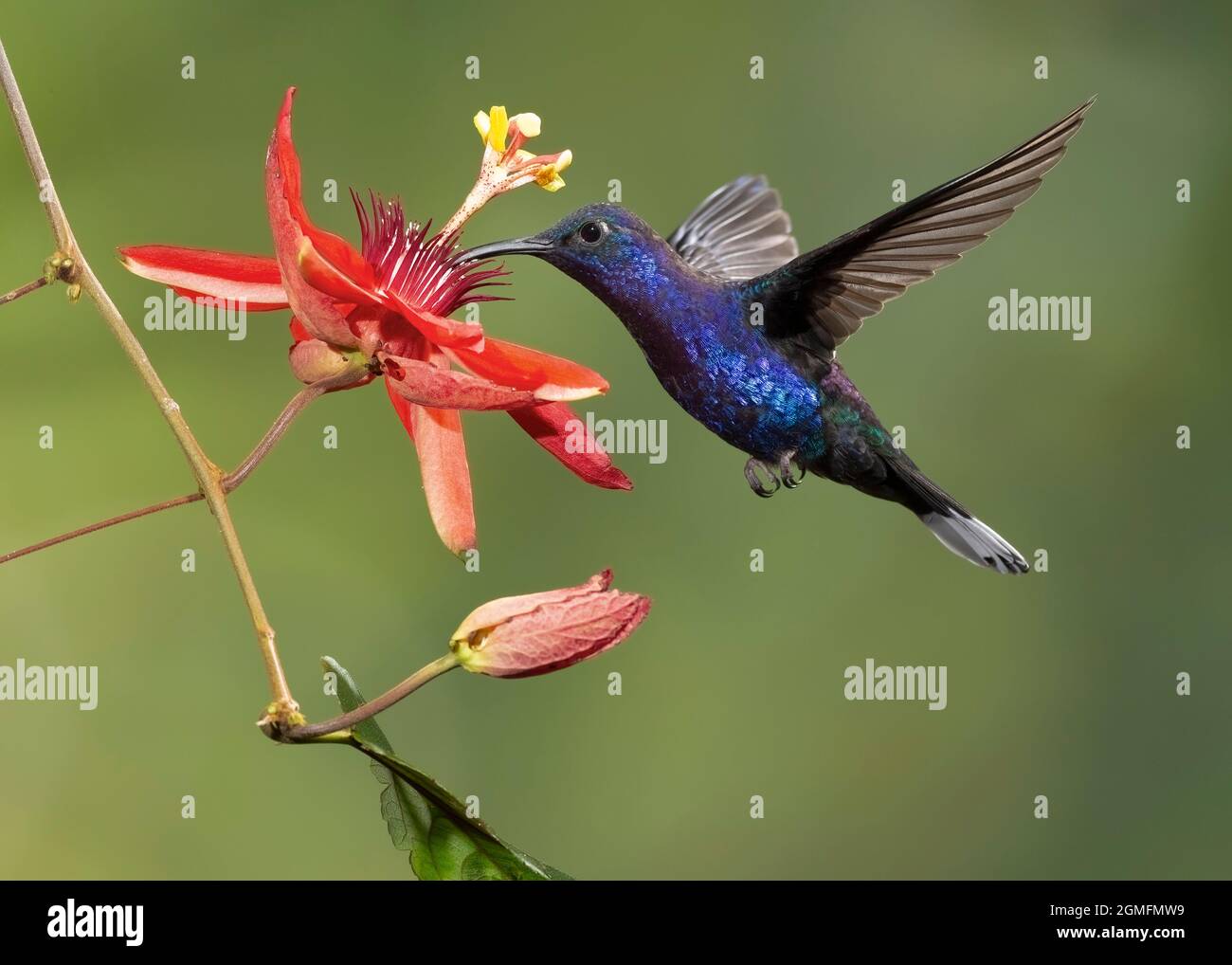 Violet Sabrewing (Campylopterus hemileucurus) hummingbird nectaring at a passion flower, Costa Rica Stock Photo