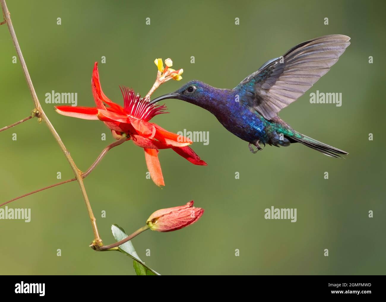 Violet Sabrewing (Campylopterus hemileucurus) hummingbird nectaring at a passion flower, Costa Rica Stock Photo
