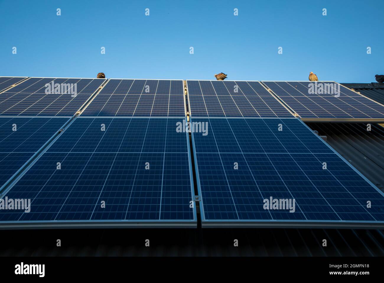 Solar panels on a roof with 3 pigeons sitting in the roof. Half the