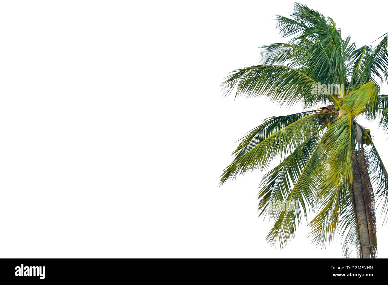 Tropical lone coconut tree in white isolated background. With empty space for text Stock Photo