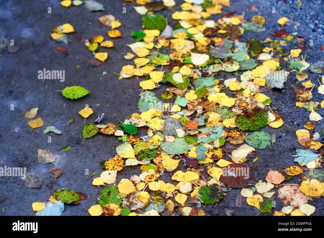 Wet fallen yellow and green leaves with leaf spot desease Stock Photo