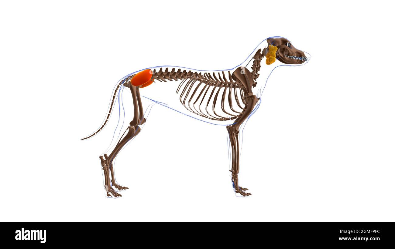 Gluteus Medius muscle Dog muscle Anatomy For Medical Concept 3D ...