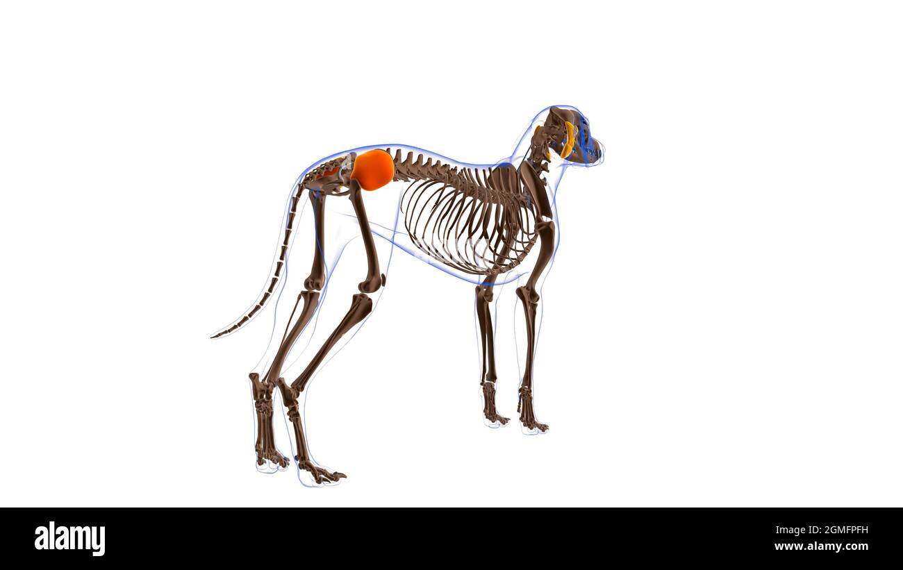 Deltoideus dog muscle hires stock photography and images Alamy