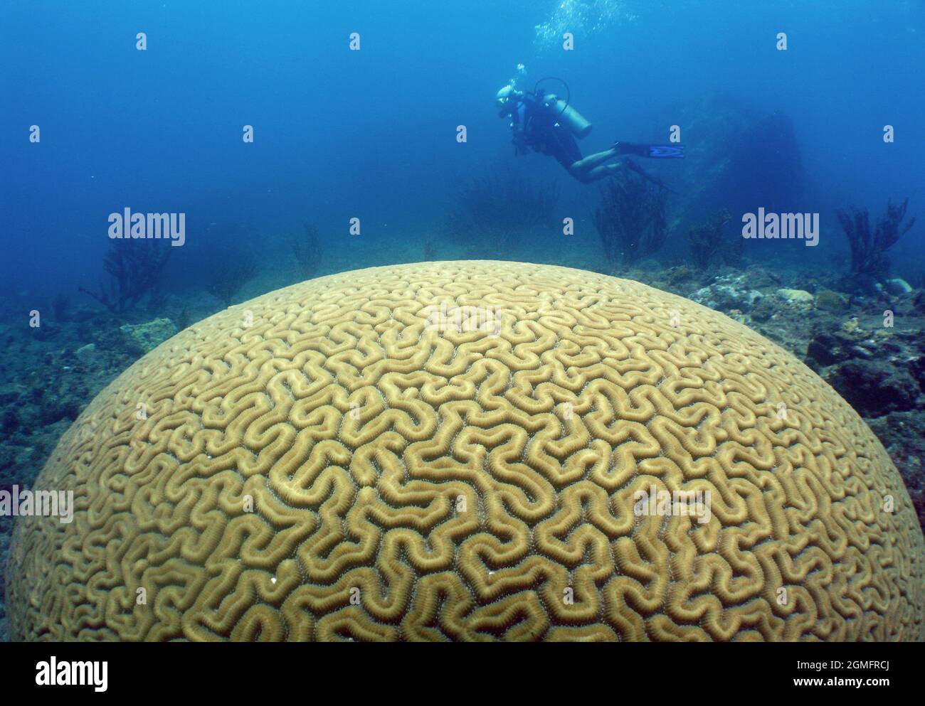 Yellow brain coral underwater with a diver on the background Stock Photo