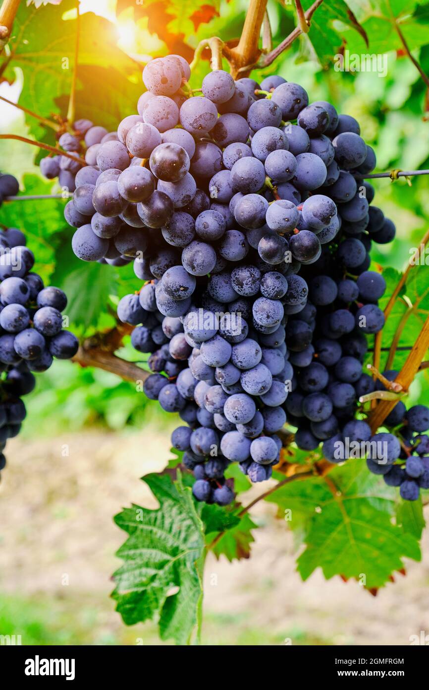 sun shines through a vineyard with blue grapes Stock Photo