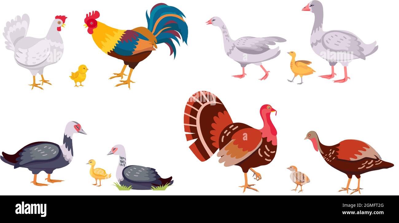 Farm poultry, domestic birds family, hen and rooster. Turkey with chick.  Cartoon geese, ducks, duckling and chicken. Livestock vector set Stock  Vector Image & Art - Alamy