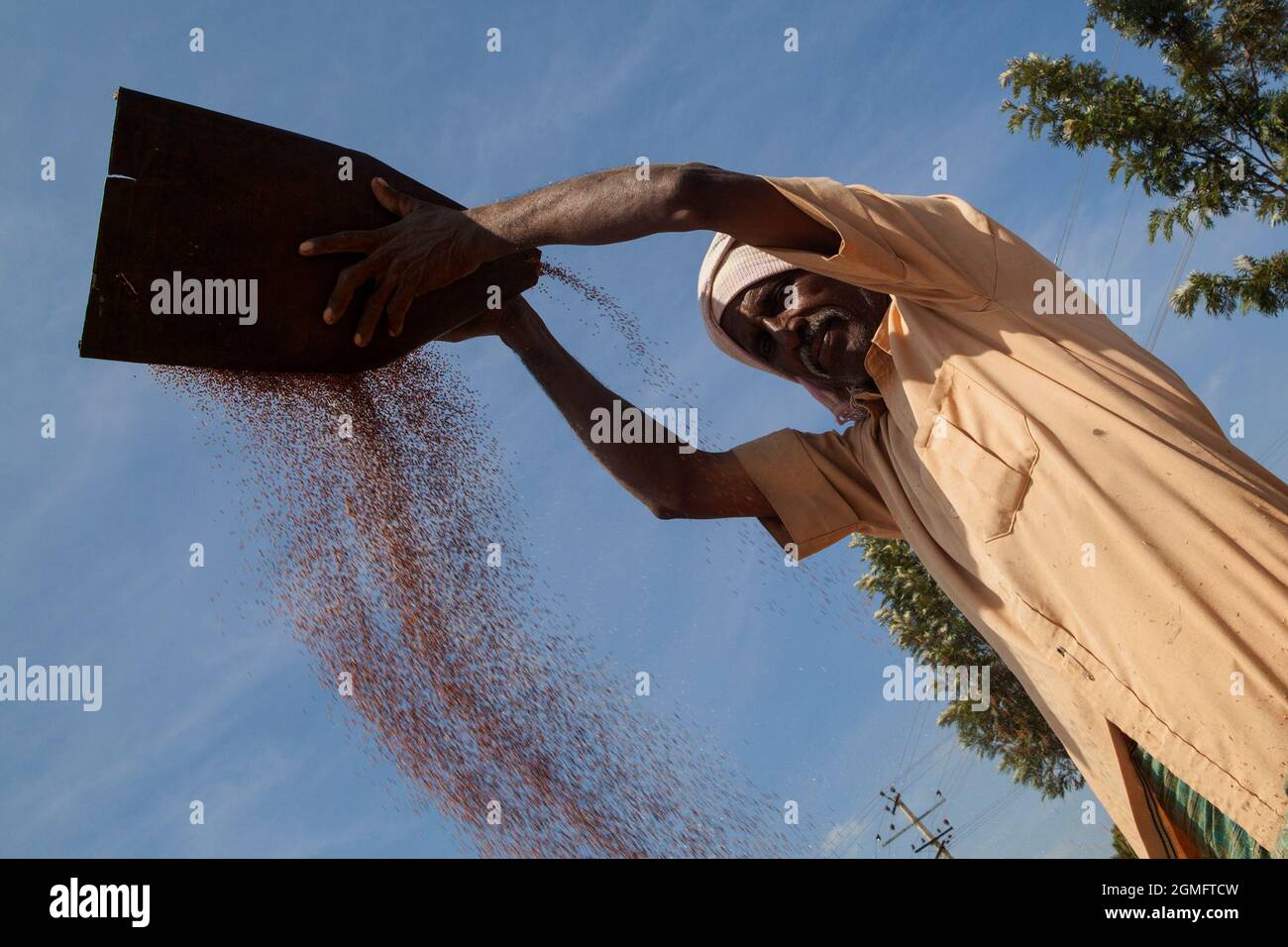 Farmer winnowing rice in rural Karnataka Stock Photo - Alamy