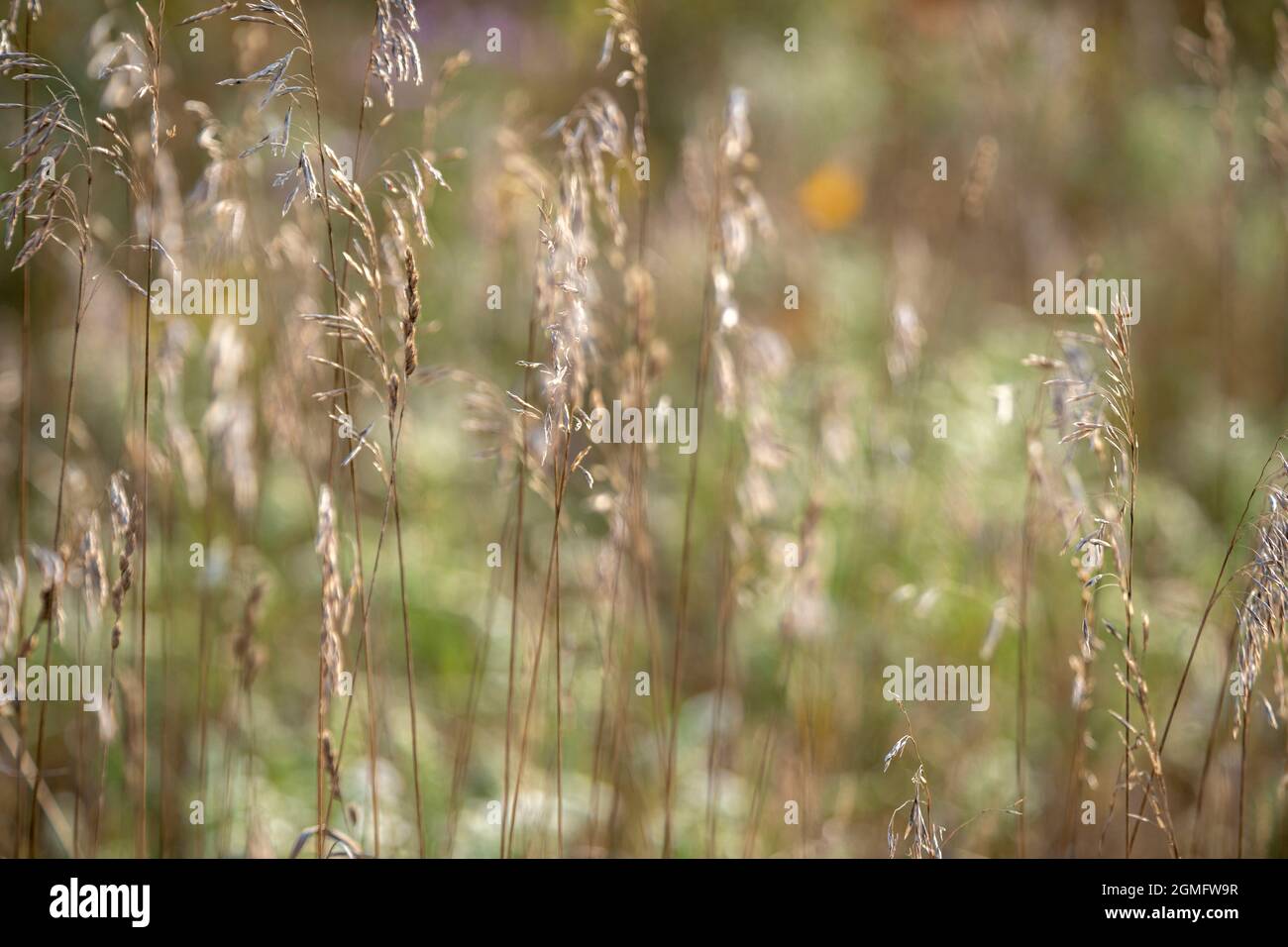 Forks of the credit hires stock photography and images Alamy