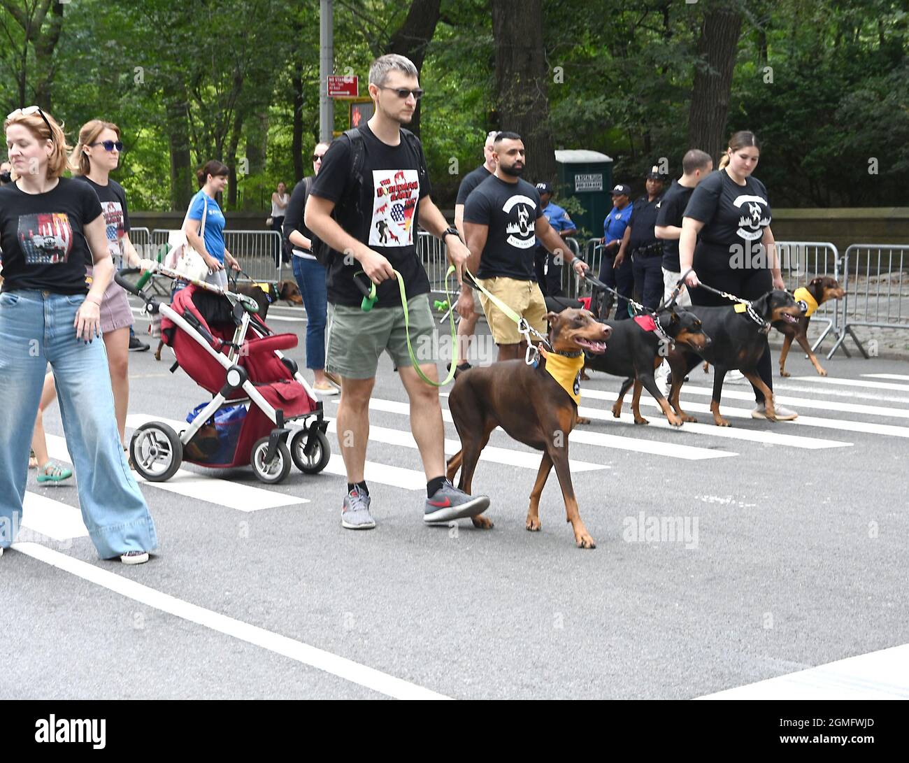 Doberman Pinschers attends the 64th Annual German-American Steuben Parade on Fifth Avenue in New York, New York, USA on September 18th, 2021 Robin Platzer/ Twin Images/ Credit: Sipa USA/Alamy Live News Stock Photo