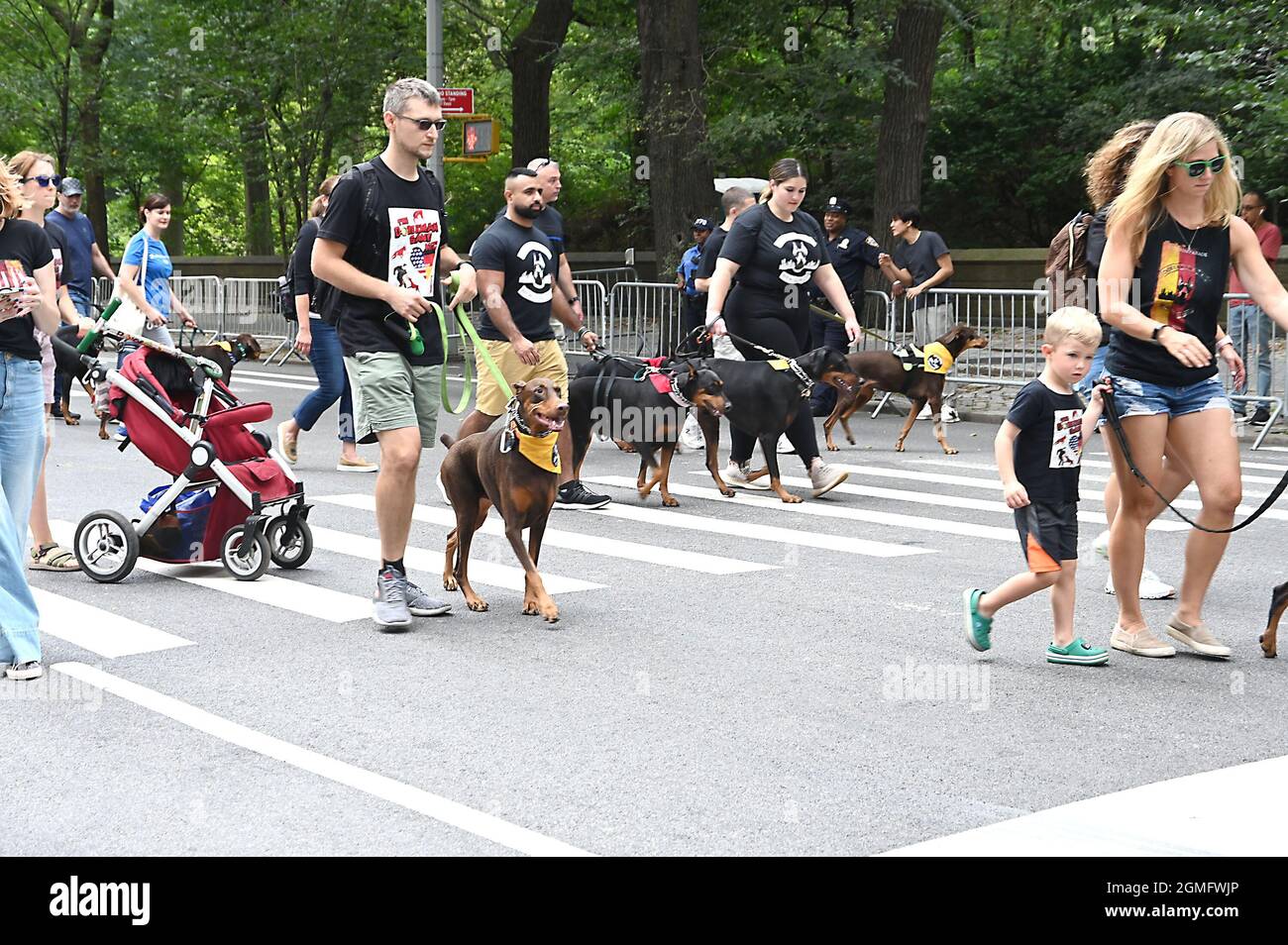 Doberman Pinschers attends the 64th Annual German-American Steuben Parade on Fifth Avenue in New York, New York, USA on September 18th, 2021 Robin Platzer/ Twin Images/ Credit: Sipa USA/Alamy Live News Stock Photo