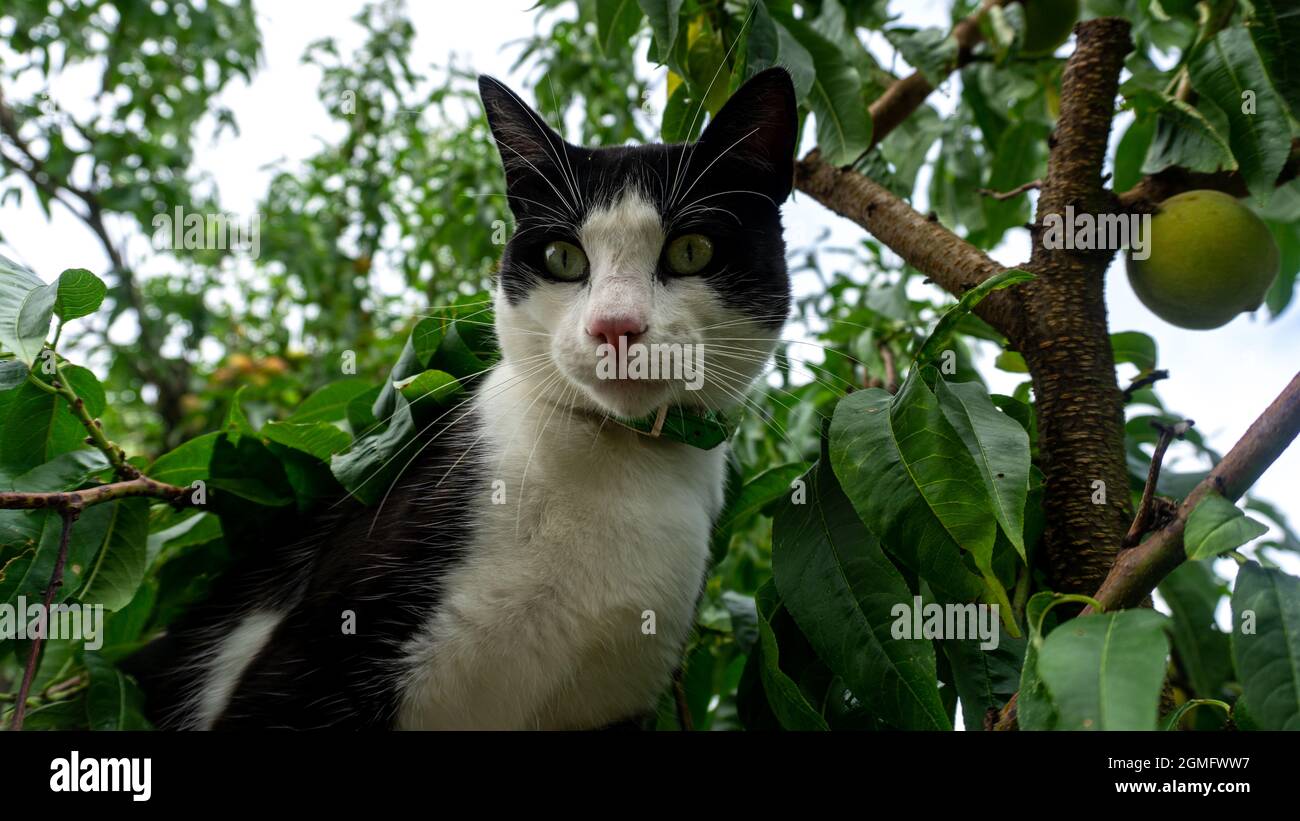 black and white cat in a tree Stock Photo - Alamy