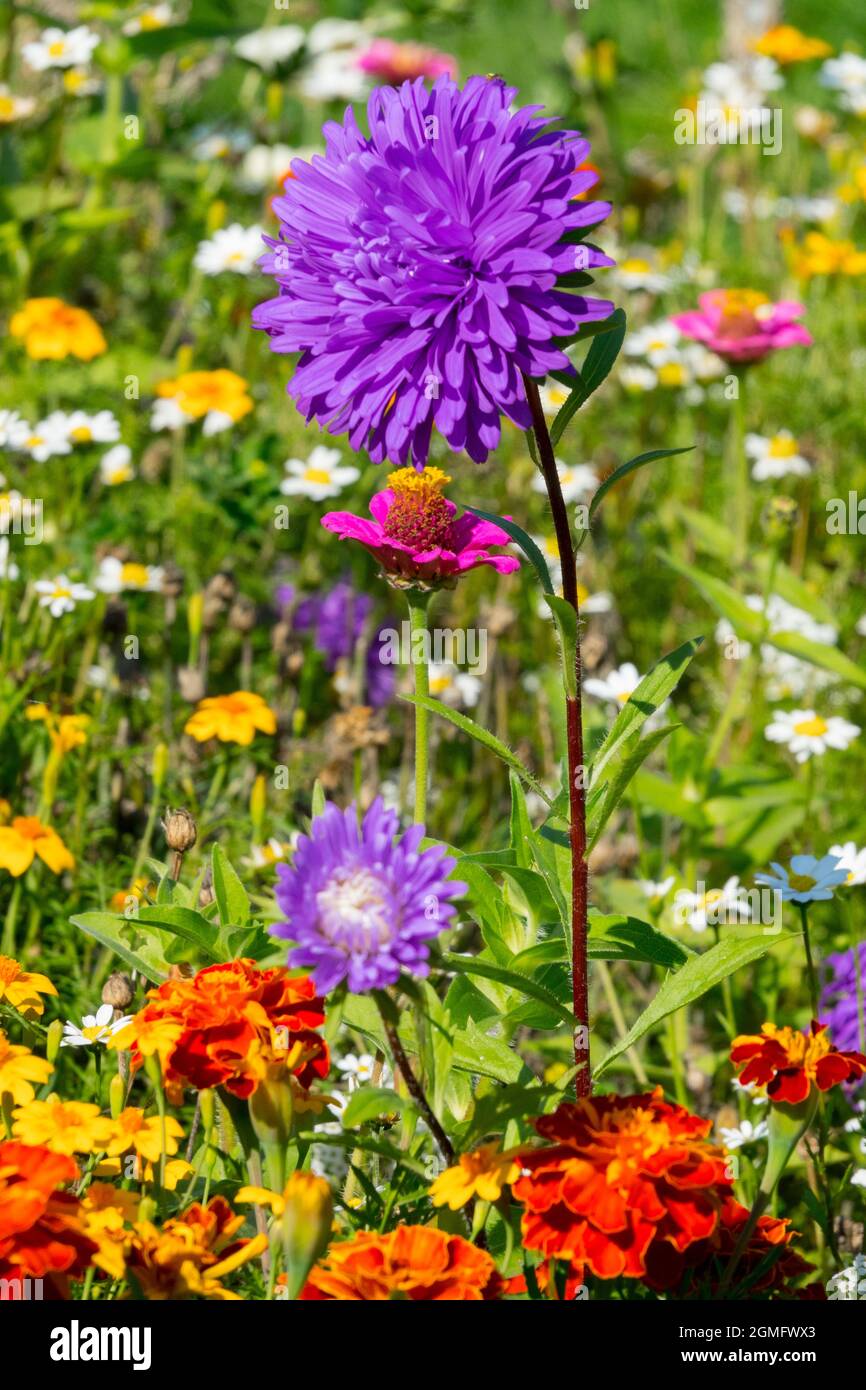Beautiful Blue China Aster in a colourful garden Stock Photo