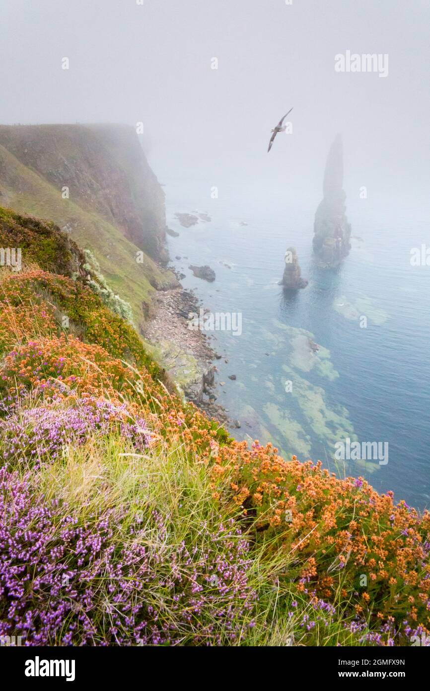 Heather and sea fret at the sea stacks of Duncansby near Duncansby Head, close to John O Groats, Caithness, in North East Scotland. Stock Photo