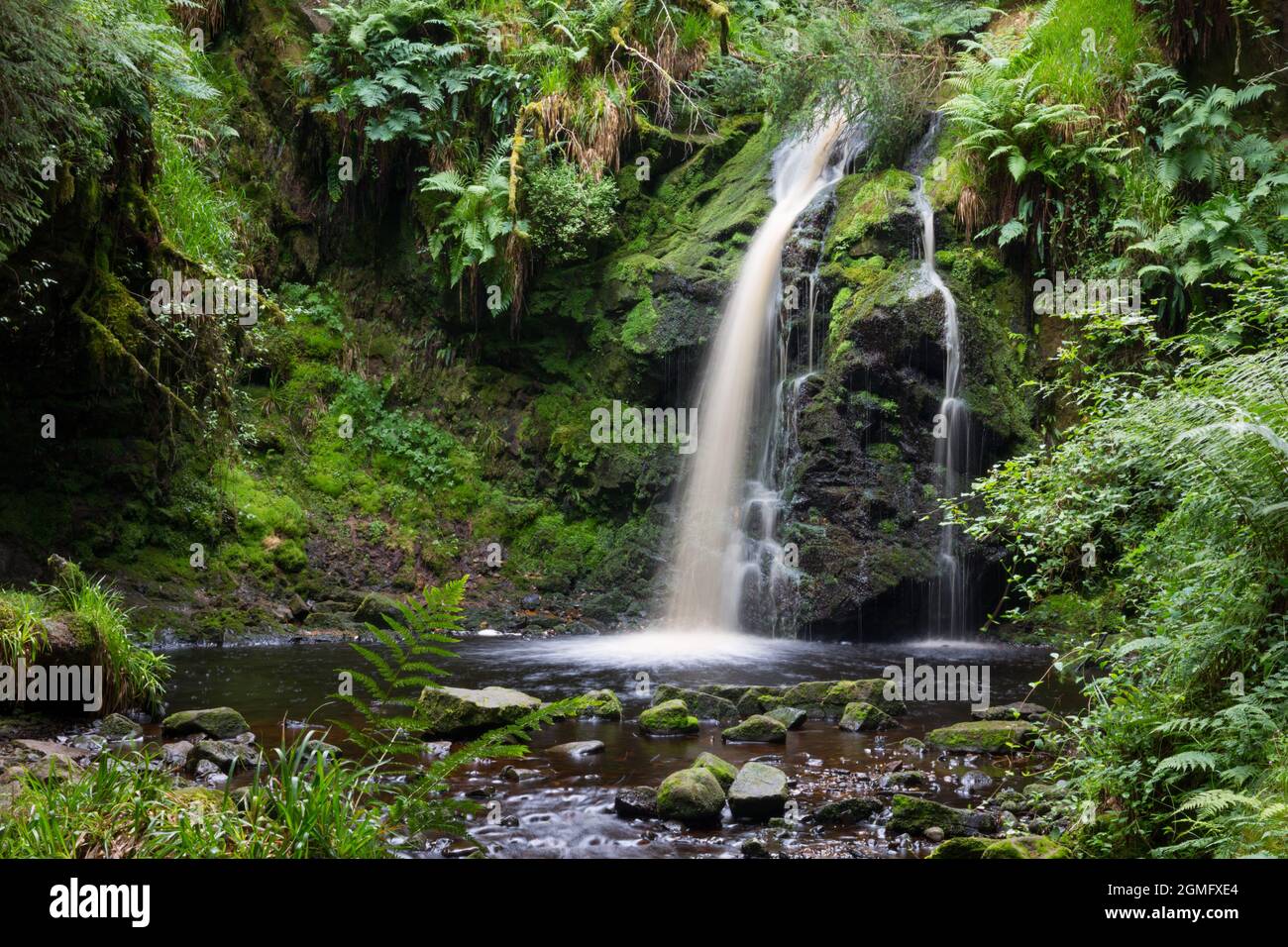 Hindhope Linn waterfall, Kielder Forest Park, Northumberland in summer time, a beautiful waterfall in a secluded forested valley. Stock Photo