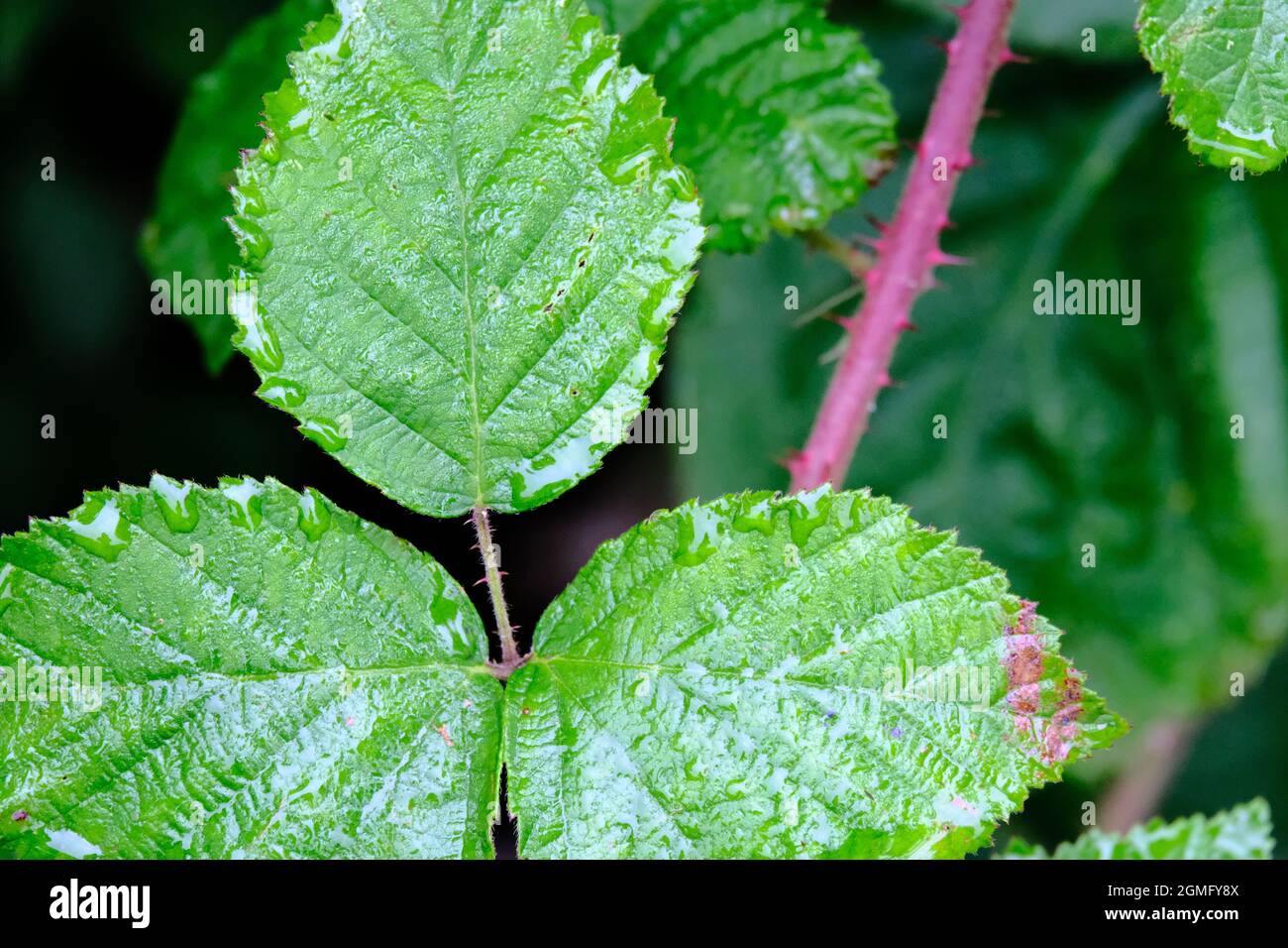 Closeup of green plant leaves Stock Photo - Alamy