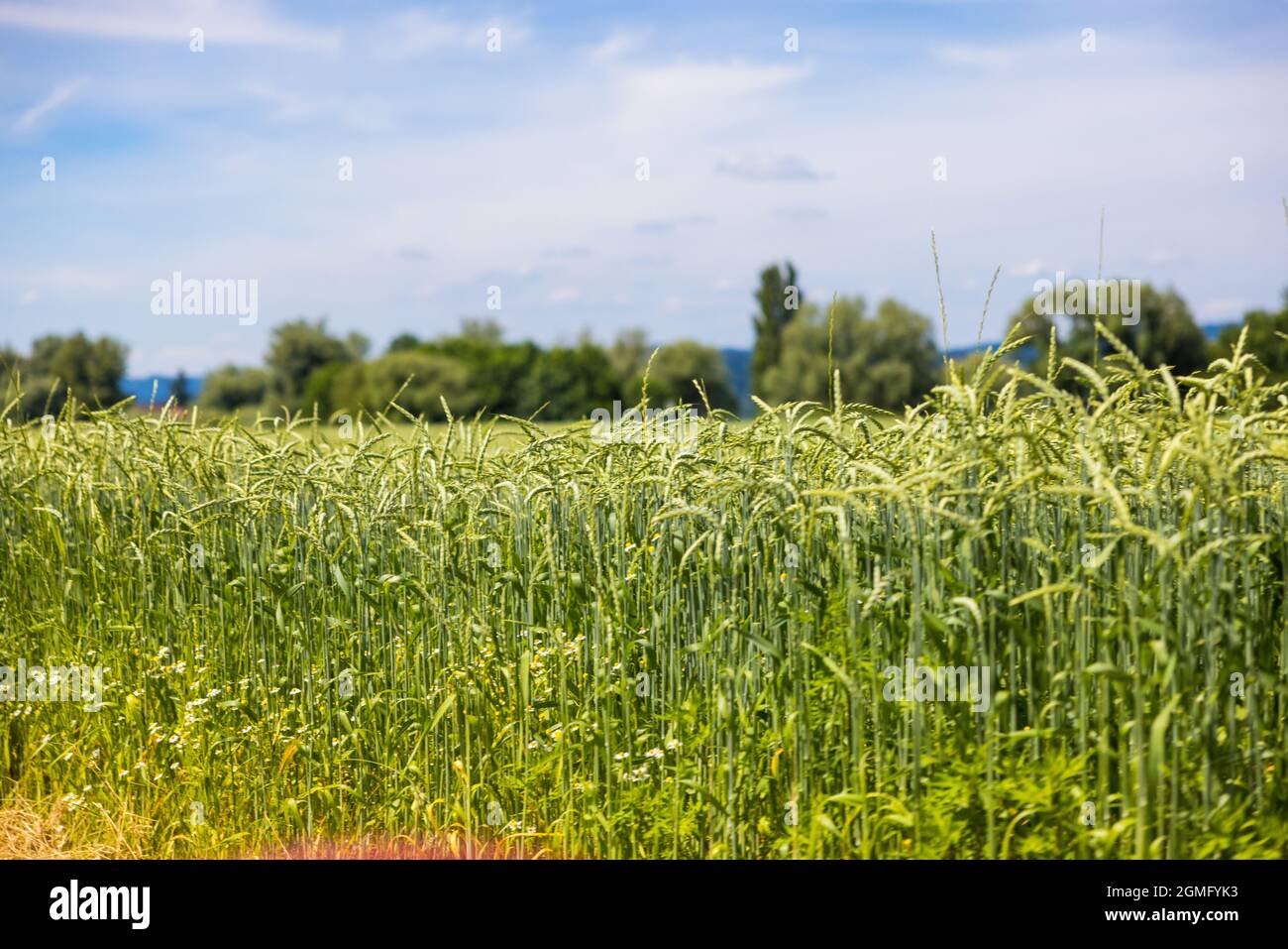 Winter Rye Growing Landscape of green winter rye growing in a field Stock Photo - Alamy