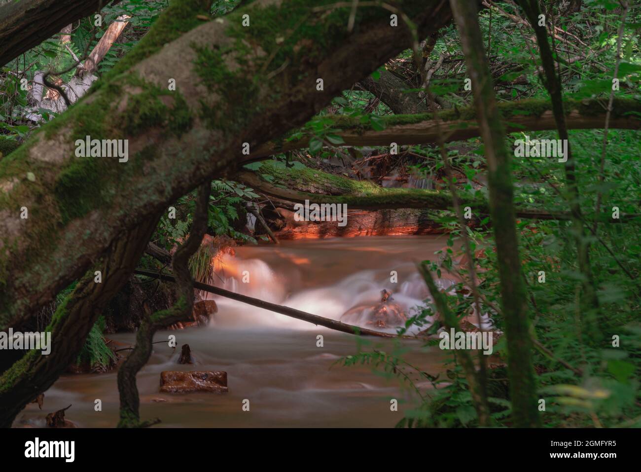 Small stream in dense forest hi-res stock photography and images - Alamy