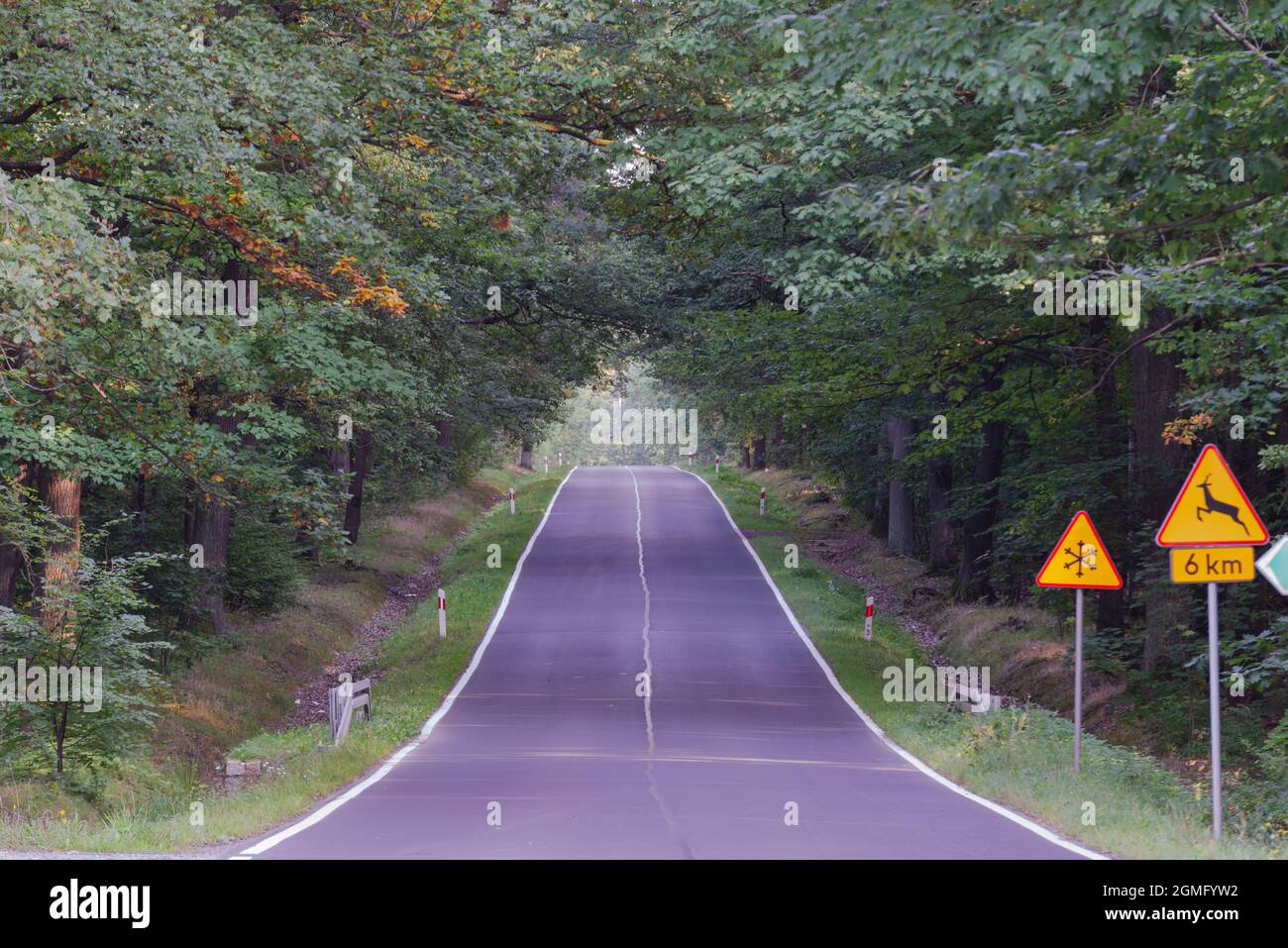 Asphalt road climbing up a small hill. There is a tall, deciduous forest on both sides of the road. Stock Photo