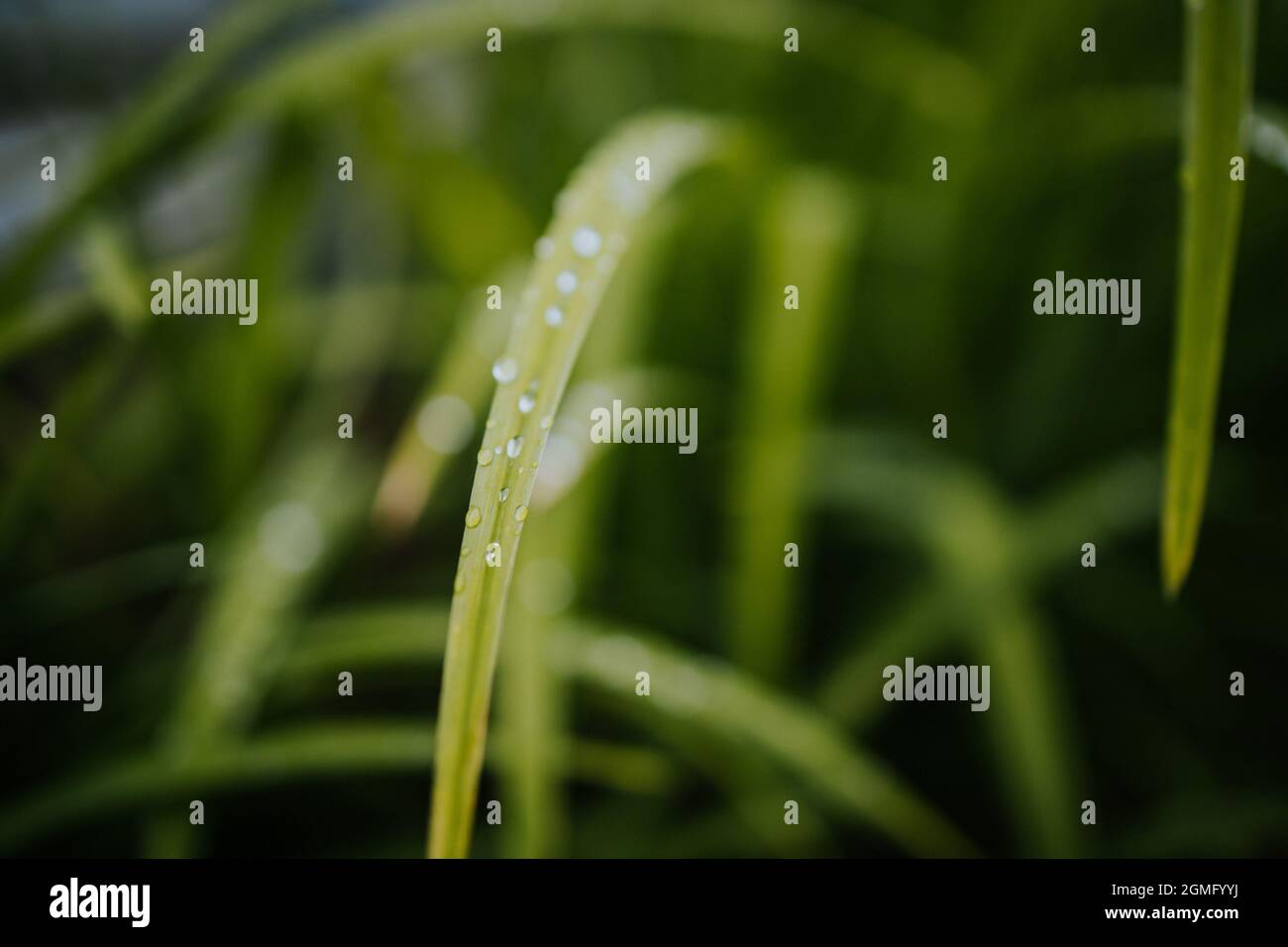 Closeup shot of a green grass with water droplets Stock Photo - Alamy