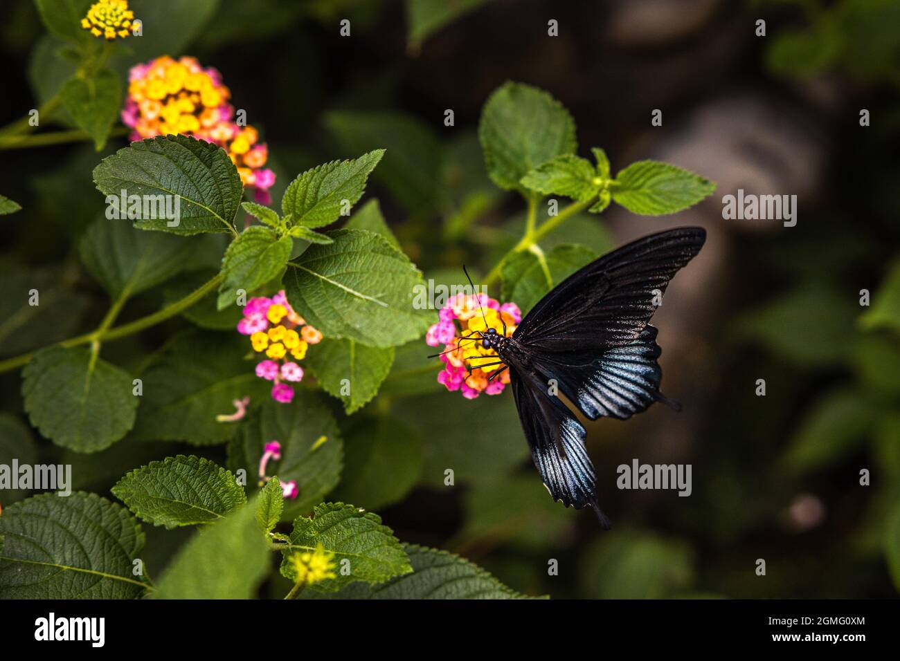 Black-Tipped Diadem Butterfly Stock Photo