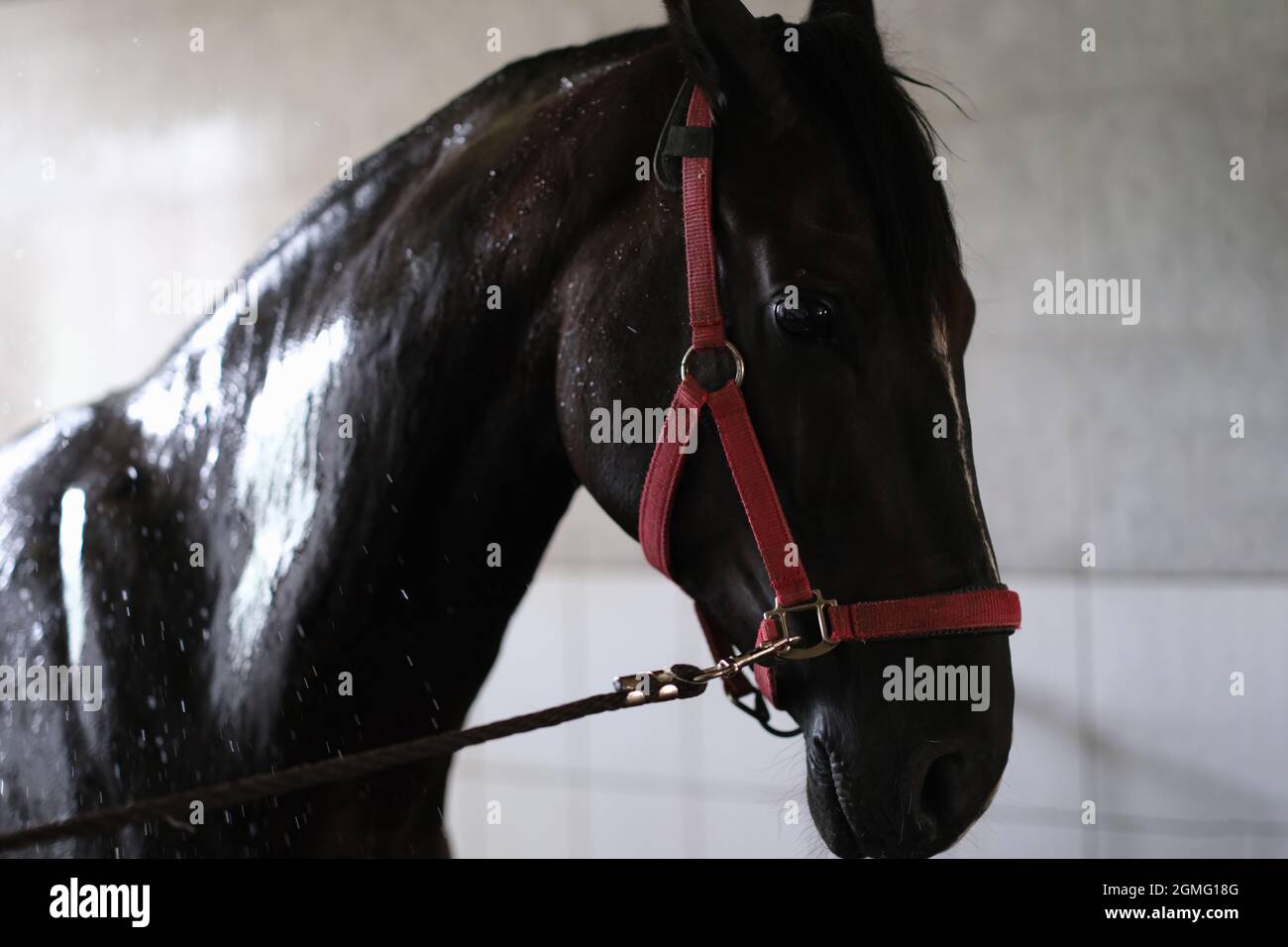 Wet black thoroughbred horse standing in stall after washing Stock