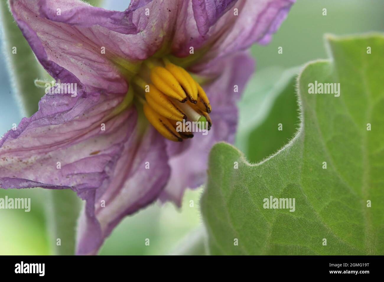 Macro photo of common eggplant flower blossoms Stock Photo Alamy