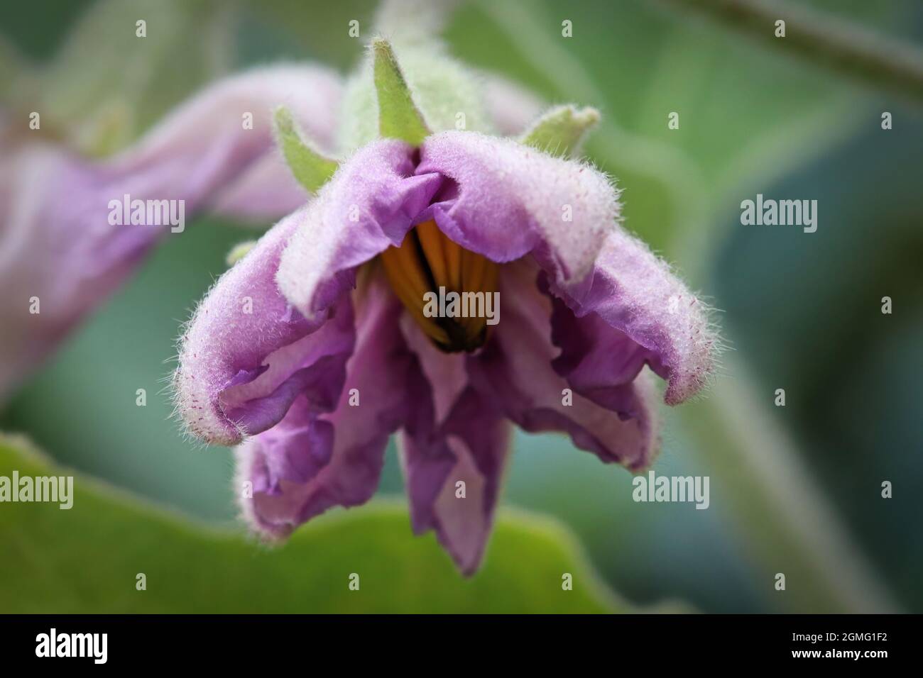 Macro photo of common eggplant flower blossoms Stock Photo