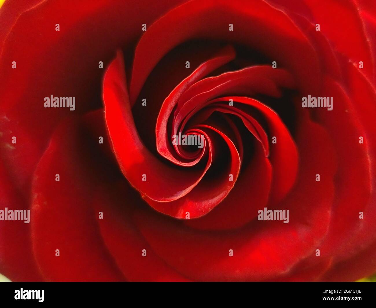 Rose plants range in size from compact, miniature roses, to climbers