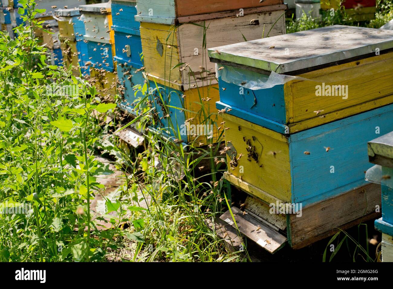 Row of colorful beehives on forest glade. The bees return to the beehive after the honeyflow. Bee-guard in the beehive entrance. Swarm hived readily Stock Photo