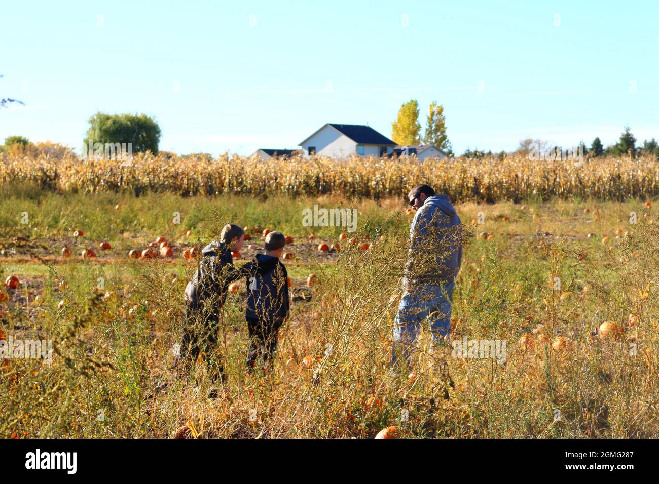 Minnesota pumpkin picking Stock Photo