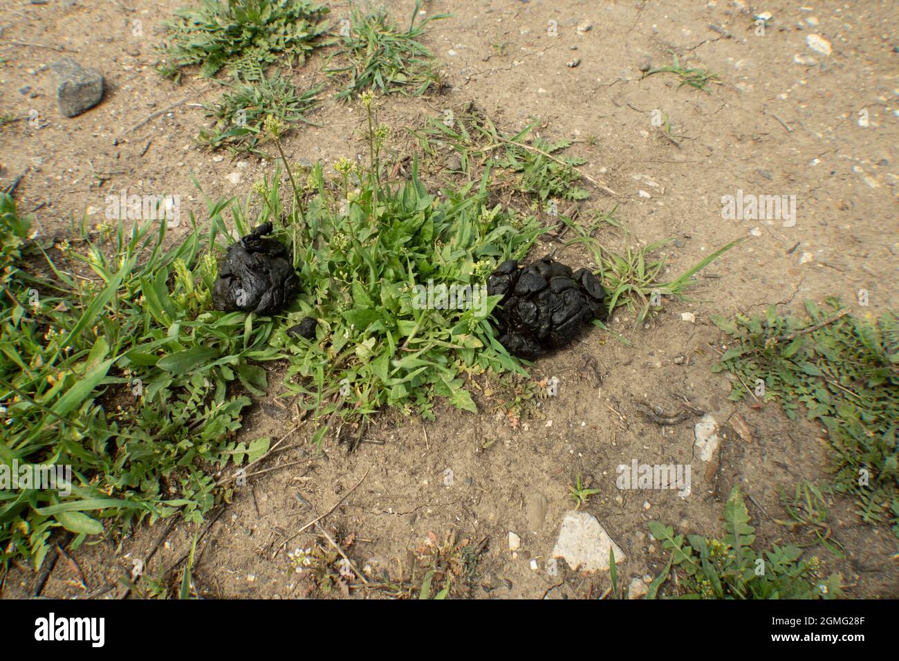 Sheep droppings in the grass. Animal feces on the ground. Sheep dung