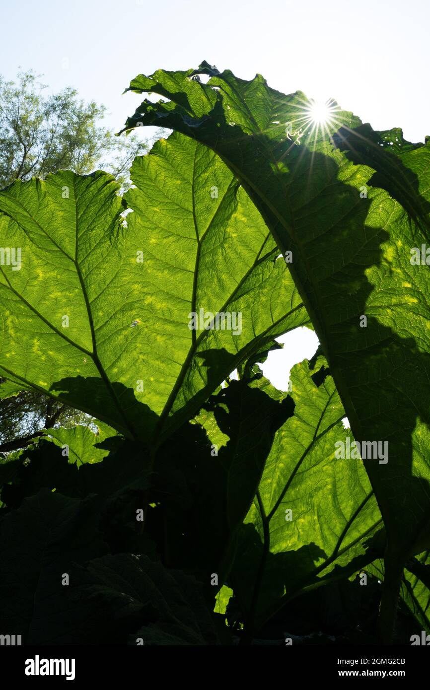 Looking up at the tree canopy of mostly Big Leaf Maple trees, Edinburgh