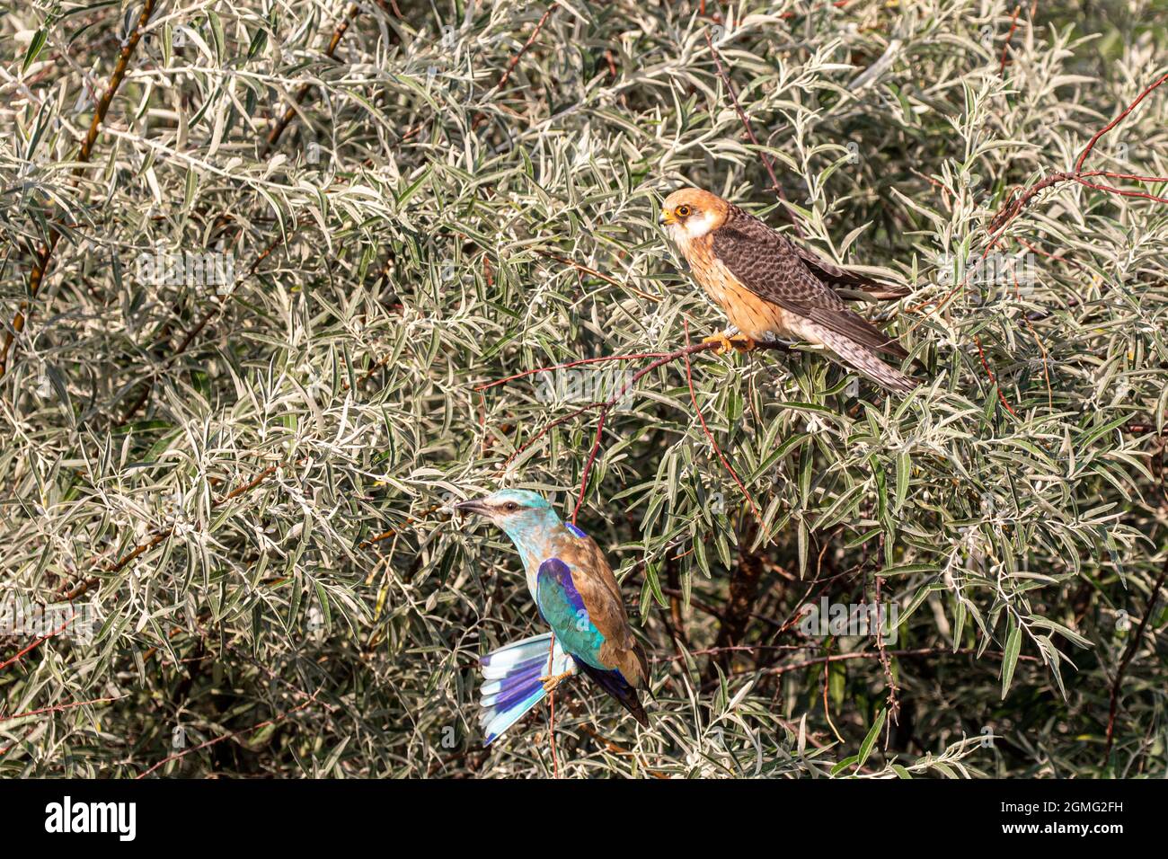 Female red footed falcon and european roller perching on a russian olive tree Stock Photo