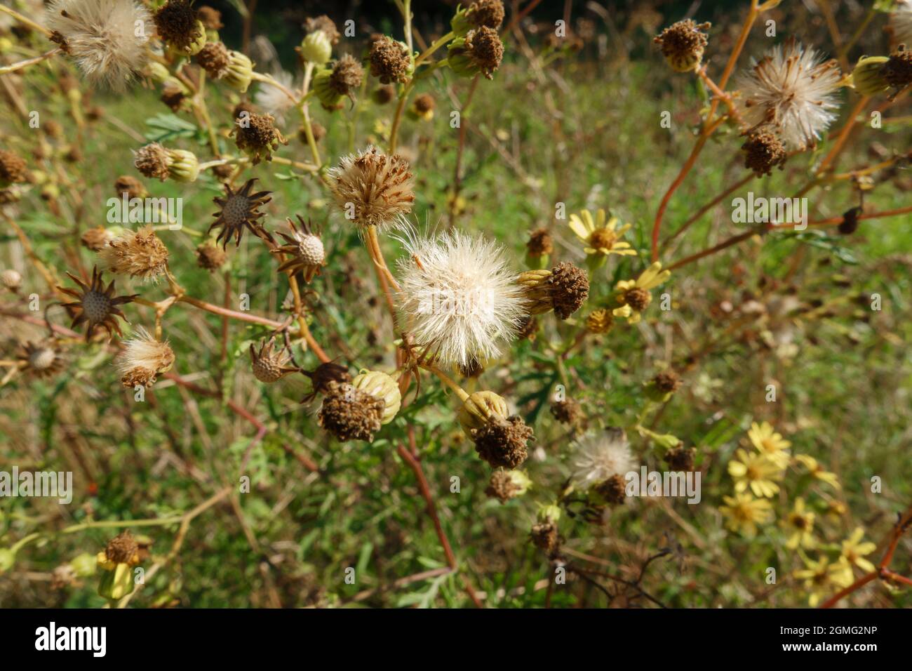 close up of the fluffy seed heads of Ragwort flowers (Senecio jacobaea) growing wild on Salisbury Plain grasslands Wiltshire UK Stock Photo