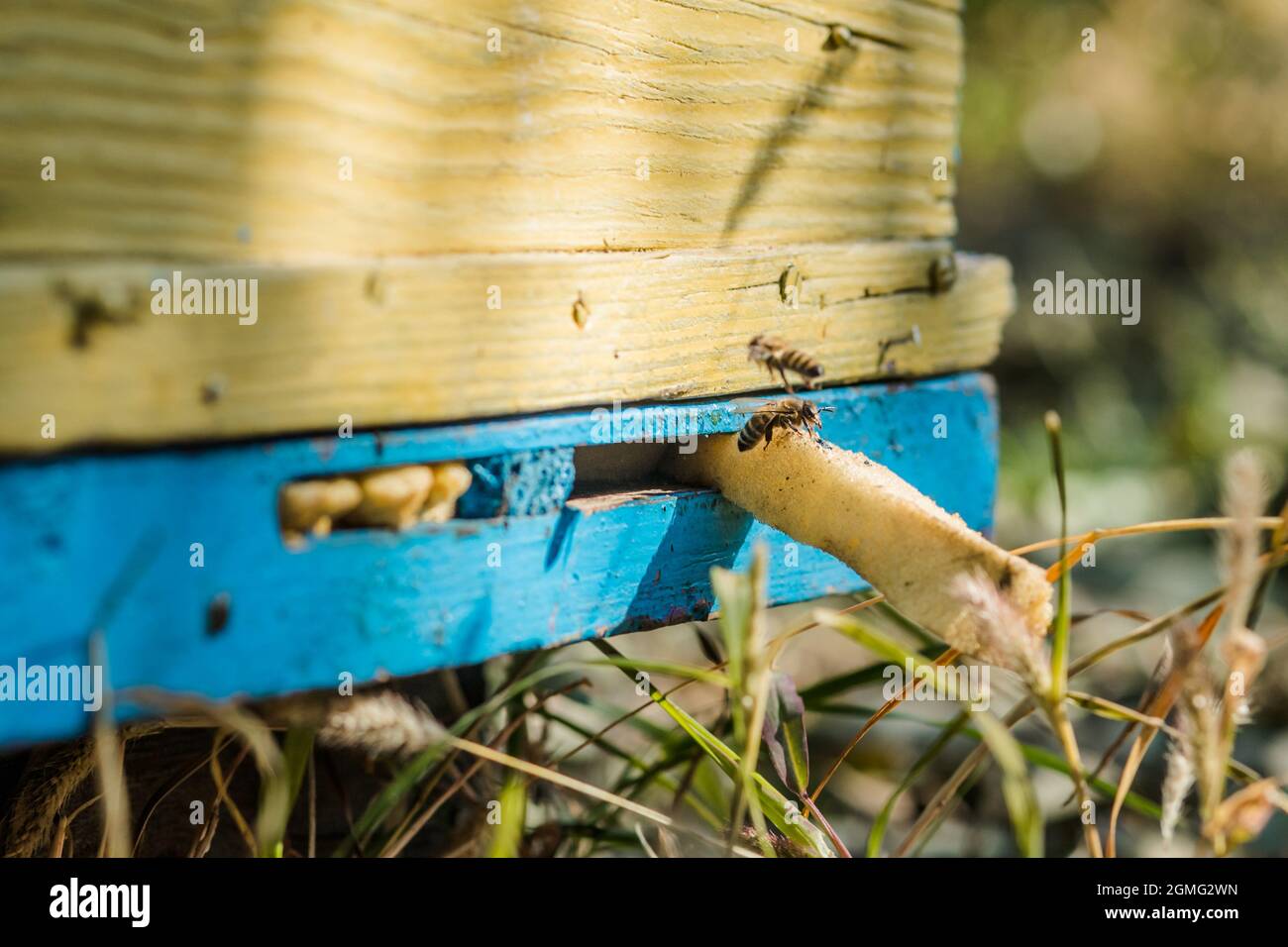 Honeybee colony guards the hive from looting honeydew. colored wooden